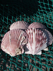 Medium Purple Scallop Shell 2.5 - 3.5