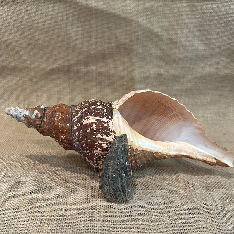 Melanistic Horse Conch Shell with Operculum & Perio - 9" - ShellsLoving Coastal Living