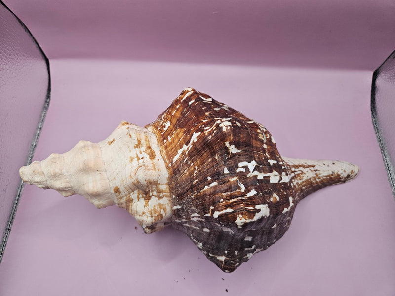 Melanistic Horse Conch with Operculum – 12" - ShelllsLoving Coastal Living