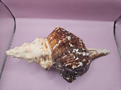 Melanistic Horse Conch with Operculum – 12