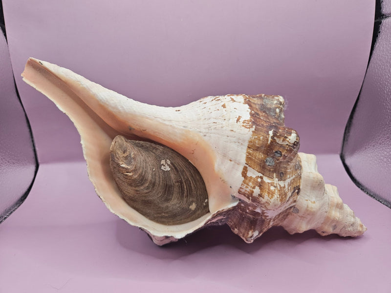 Melanistic Horse Conch with Operculum – 12" - ShelllsLoving Coastal Living