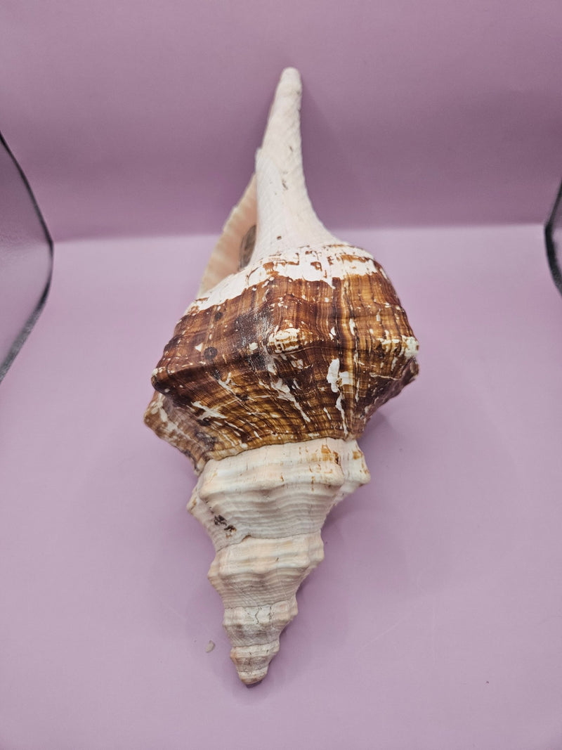 Melanistic Horse Conch with Operculum – 12" - ShelllsLoving Coastal Living