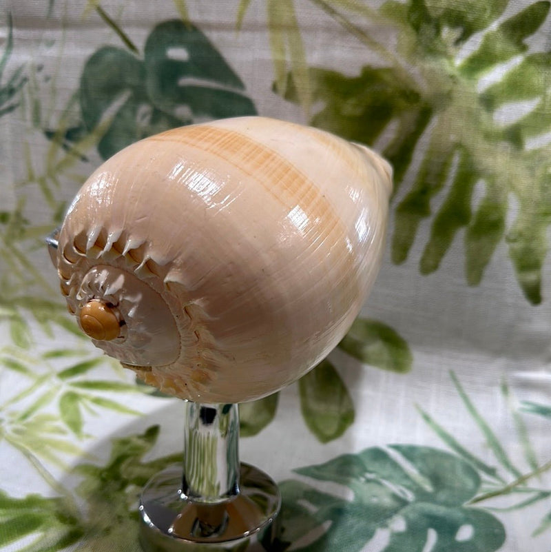 Melon Shell on Metal Stand - Tideline