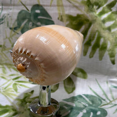 Melon Shell on Metal Stand - Tideline