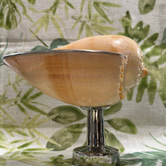 Melon Shell on Metal Stand - Tideline