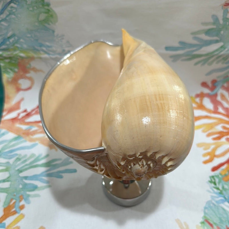 Melon Shell on Metal Stand - ShelllsTideline