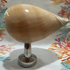 Melon Shell on Metal Stand - ShelllsTideline