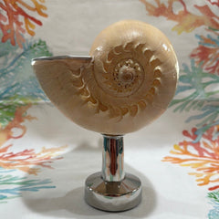 Melon Shell on Metal Stand - ShelllsTideline