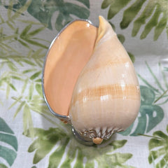 Melon Shell on Metal Stand - Tideline