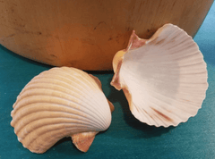 Mexican Deep Cup Scallop - ShellsLoving Coastal Living