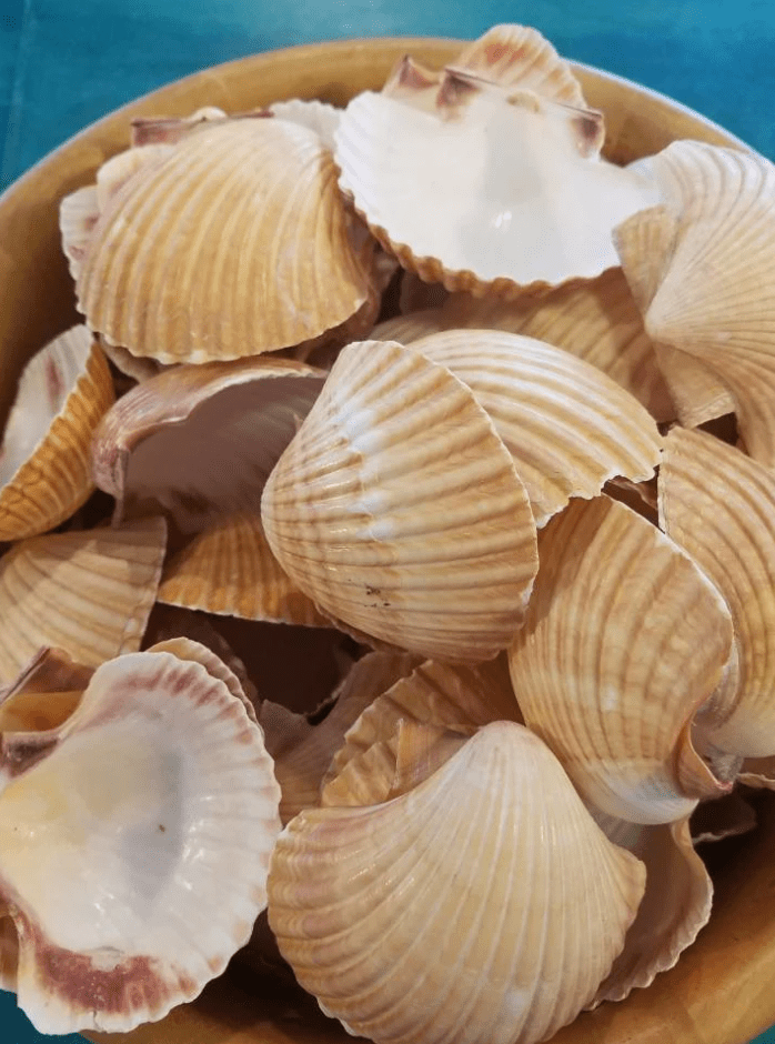 Mexican Deep Cup Scallop - ShellsLoving Coastal Living