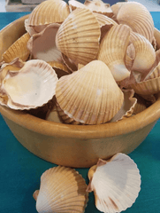 Mexican Deep Cup Scallop - ShellsLoving Coastal Living