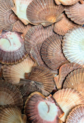 Mexican Flat Scallop Shells - ShellsLoving Coastal Living