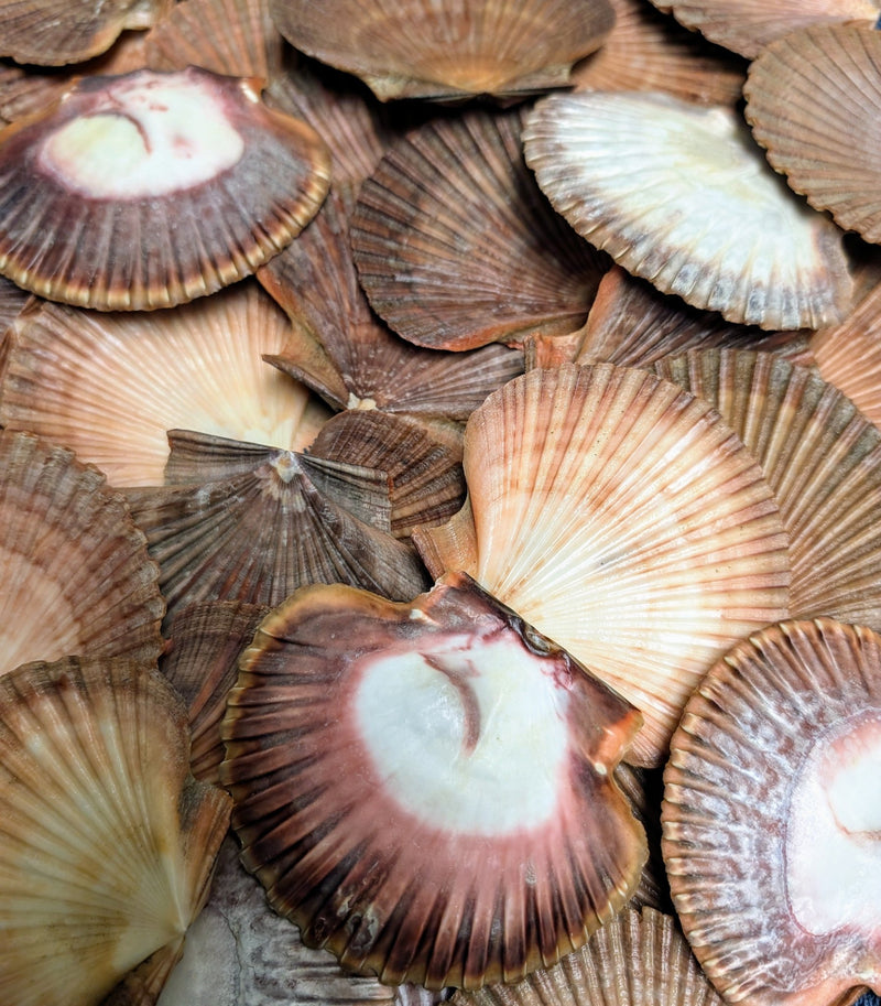 Mexican Flat Scallop Shells - ShellsLoving Coastal Living