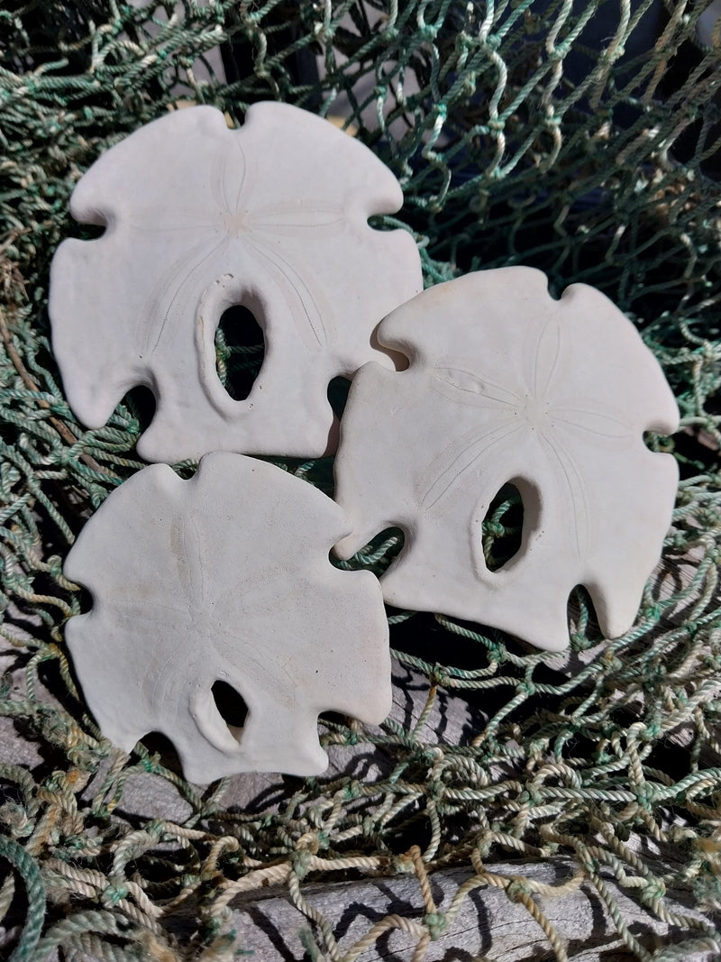 Mexican Keyhole Sand Dollar - Sand DollarLoving Coastal Living