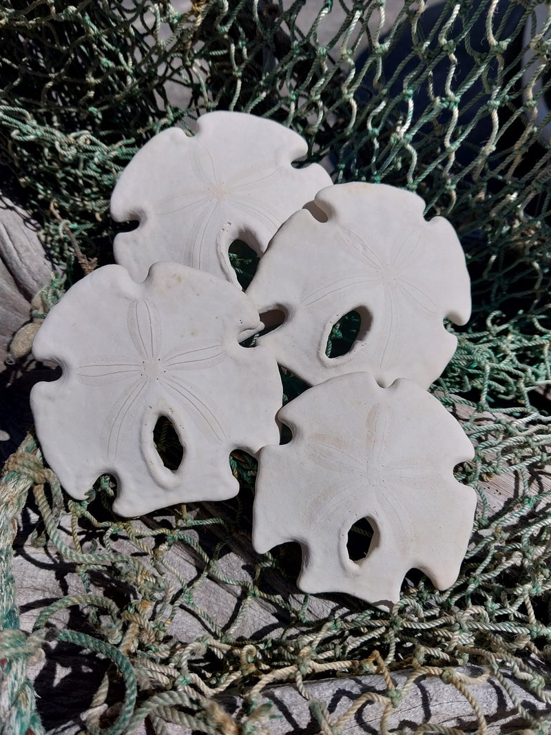 Mexican Keyhole Sand Dollar - Sand DollarLoving Coastal Living