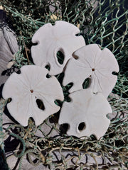 Mexican Keyhole Sand Dollar - Sand DollarLoving Coastal Living