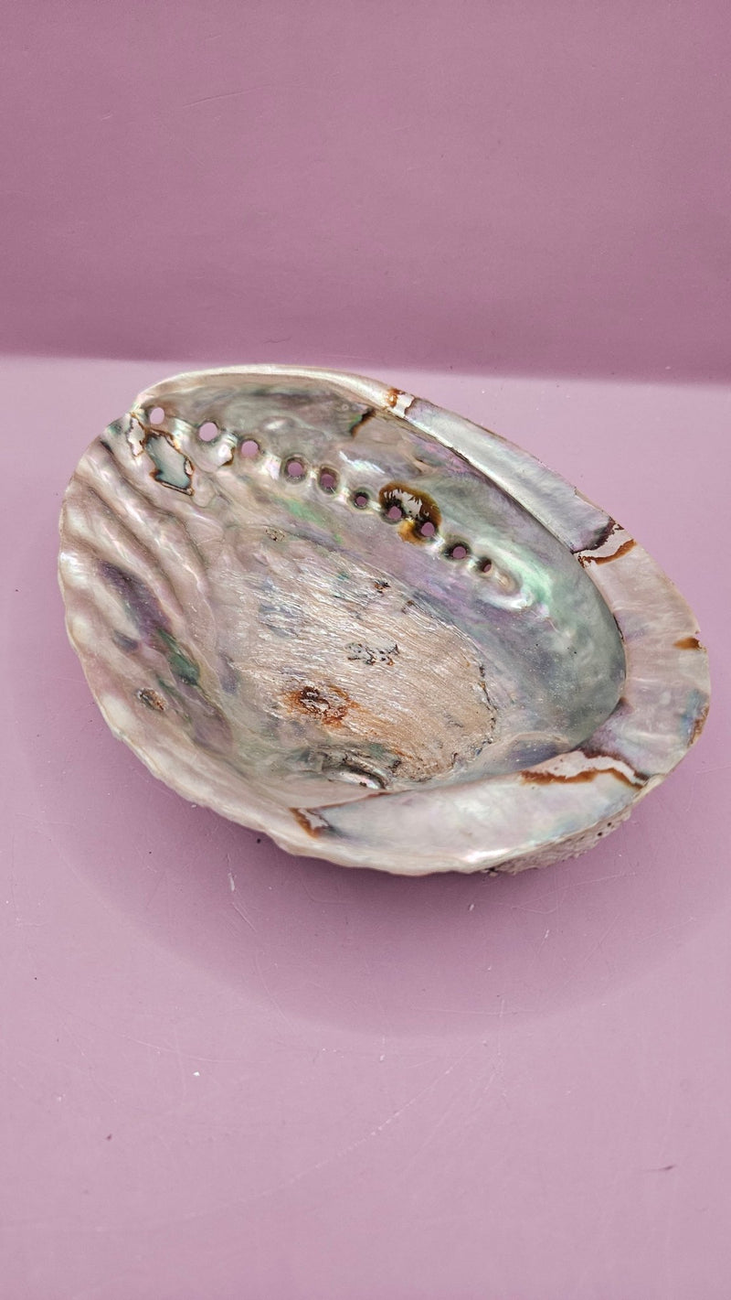 Midas Abalone Shell - 6.5" Golden Iridescent Shell for Décor, Smudging, and Crafts - seashellsLoving Coastal Living