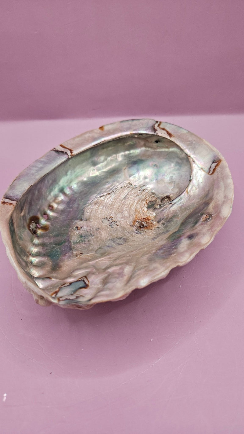 Midas Abalone Shell - 6.5" Golden Iridescent Shell for Décor, Smudging, and Crafts - seashellsLoving Coastal Living