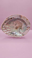 Midas Abalone Shell - 6.5