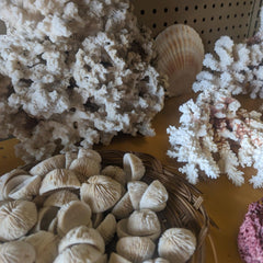 Mini Cupped Mushroom Corals - CoralLoving Coastal Living