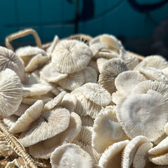 Mini Mushroom Coral 1 - 2