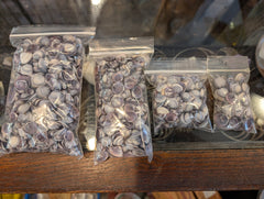 Mini purple clams - ShellsLoving Coastal Living