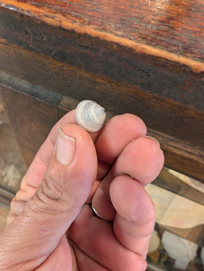 Mini purple clams - ShellsLoving Coastal Living