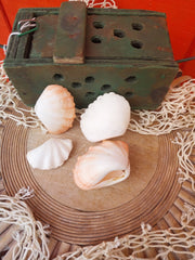 Mini tridacna clam pairs - Loving Coastal Living