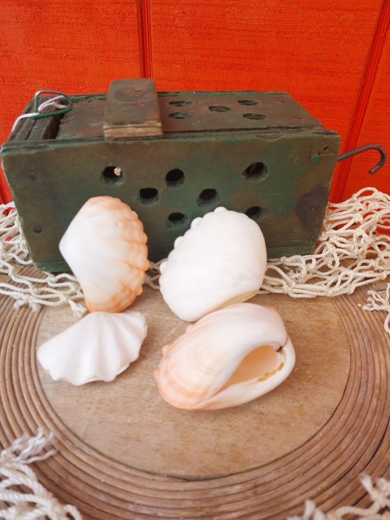 Mini tridacna clam pairs - Loving Coastal Living