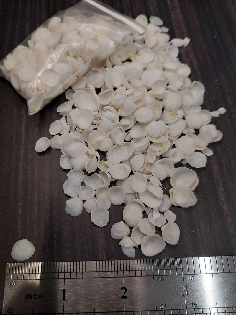 Mini White Cockle Halves - ShellsLoving Coastal Living