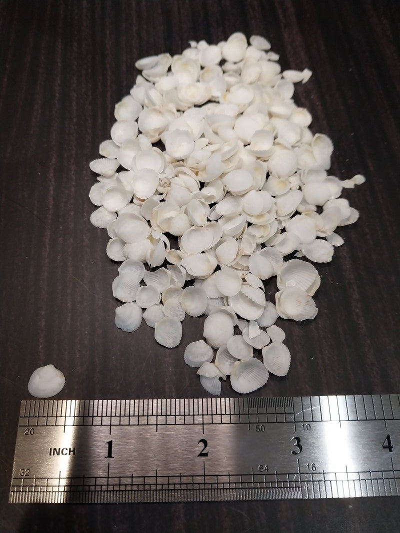 Mini White Cockle Halves - ShellsLoving Coastal Living