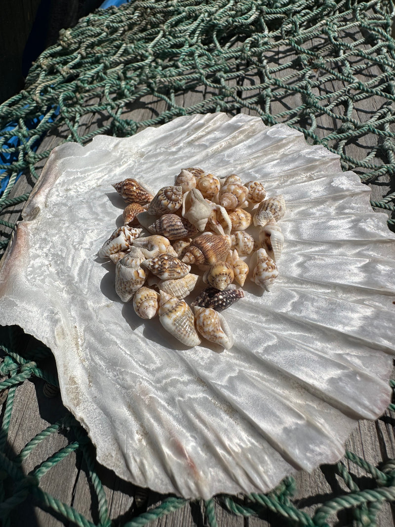 Mini mixed natural Nassa shells on a textured white surface, displaying a variety of patterns and shapes in earthy tones.