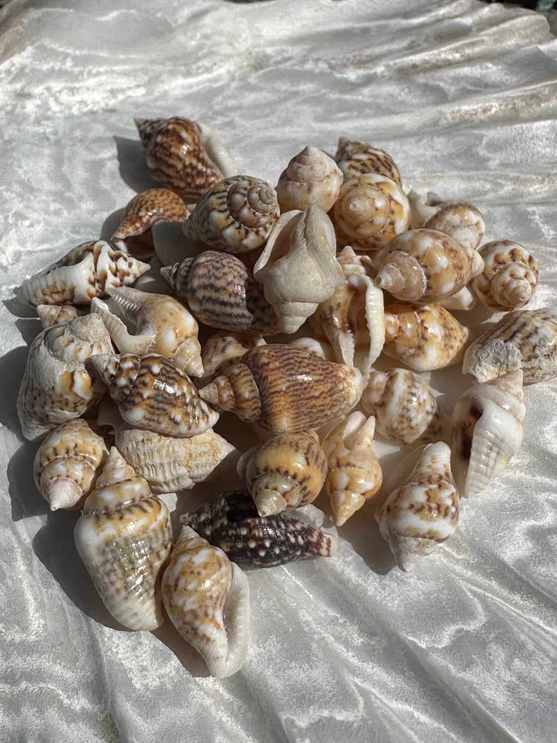 Mini mixed natural Nassa shells on a textured white surface, displaying a variety of patterns and shapes in earthy tones.