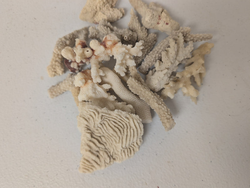 Mixed White Coral Pieces Crafting Assortment - Broken Scrap Lot - coralLoving Coastal Living