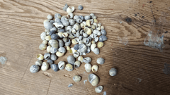 Mongo (Smaragdia Rangiana) Shell - ShellsLoving Coastal Living