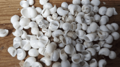 Mongo (Smaragdia Rangiana) Shell - ShellsLoving Coastal Living