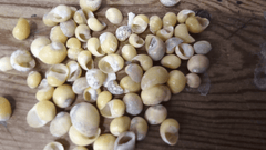 Mongo (Smaragdia Rangiana) Shell - ShellsLoving Coastal Living