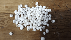 Mongo (Smaragdia Rangiana) Shell - ShellsLoving Coastal Living