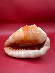 mouth of bullmouth cameo helment