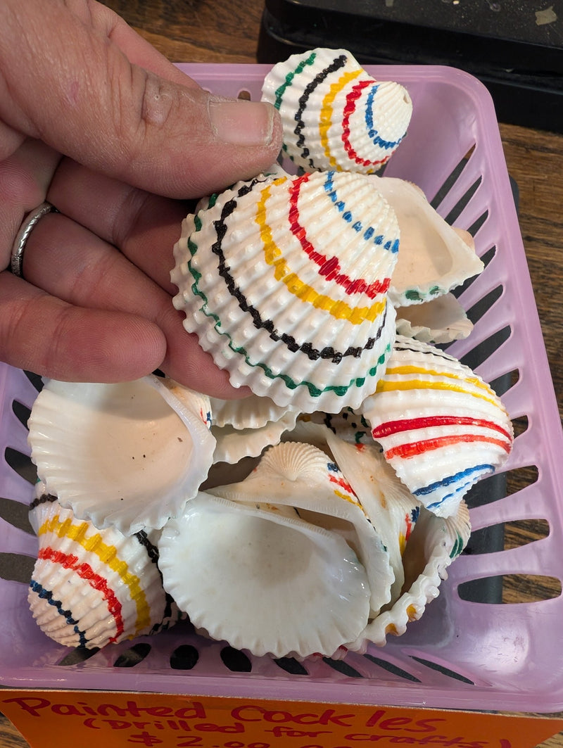 Multi colored painted cockle shells - drilled for crafts - Loving Coastal Living