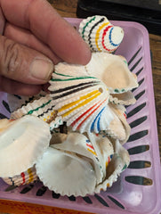 Multi colored painted cockle shells - drilled for crafts - Loving Coastal Living