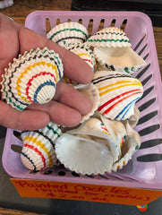 Multi colored painted cockle shells - drilled for crafts - Loving Coastal Living