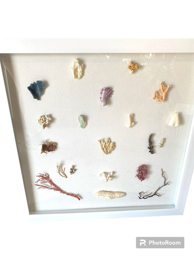 Multi Coral species shadow box - Wall DecorLoving Coastal Living