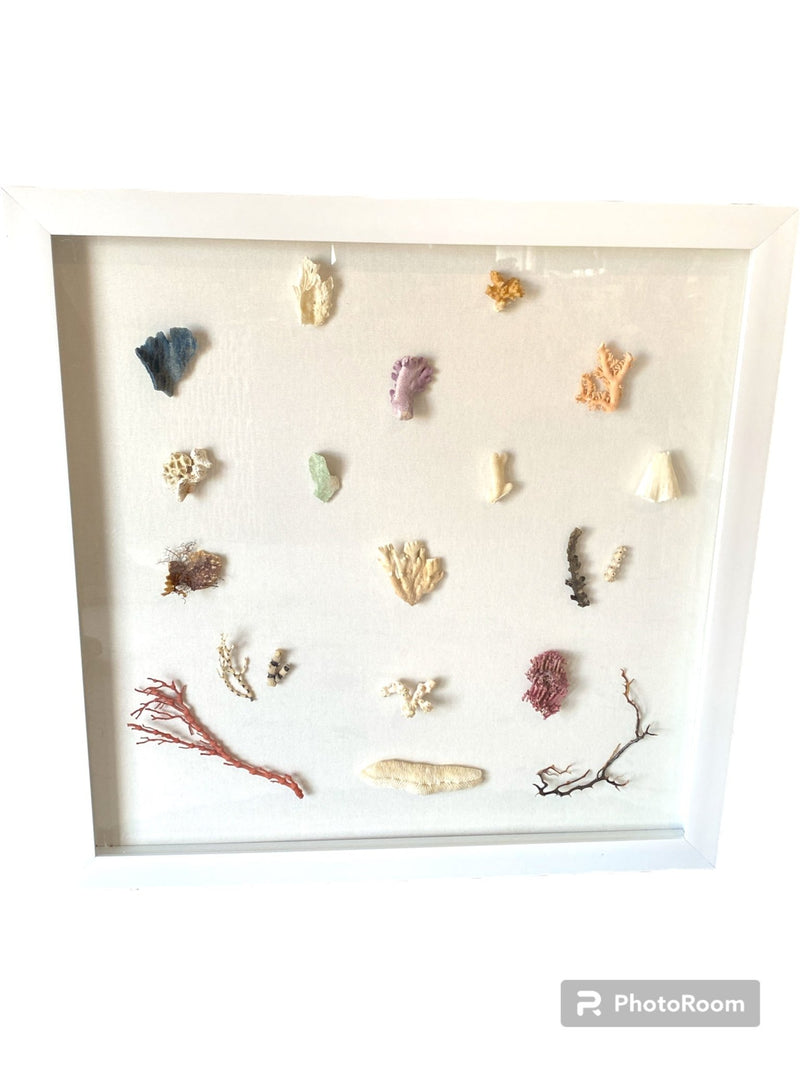 Multi Coral species shadow box - Wall DecorLoving Coastal Living