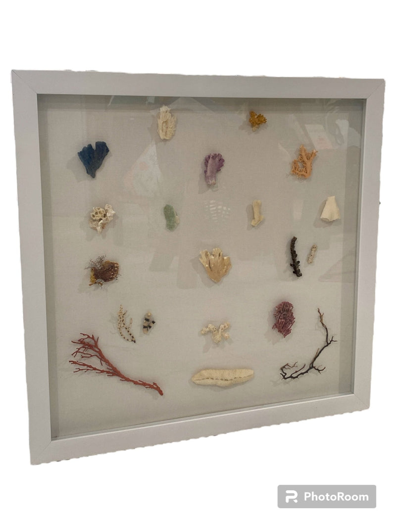 Multi Coral species shadow box - Wall DecorLoving Coastal Living