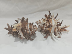 Murex Endive Shell – Spiny Sea Shell for Coastal Decor & Collectors - ShellsLoving Coastal Living