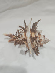 Murex Endive Shell – Spiny Sea Shell for Coastal Decor & Collectors - ShellsLoving Coastal Living