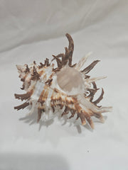 Murex Endive Shell – Spiny Sea Shell for Coastal Decor & Collectors - ShellsLoving Coastal Living