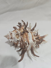 Murex Endive Shell – Spiny Sea Shell for Coastal Decor & Collectors - ShellsLoving Coastal Living